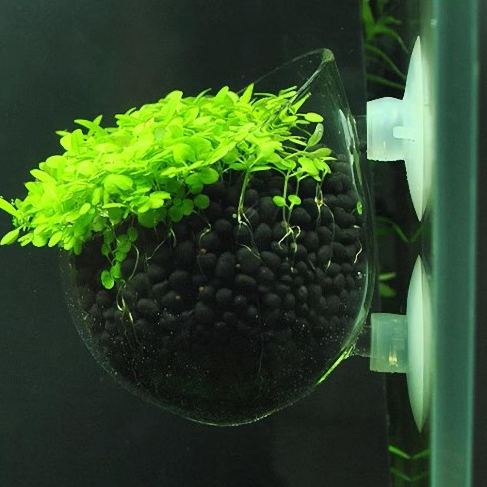 Planted Aquarium Aquascape - Aquarium Plant Holder Glass Aquatic Plant