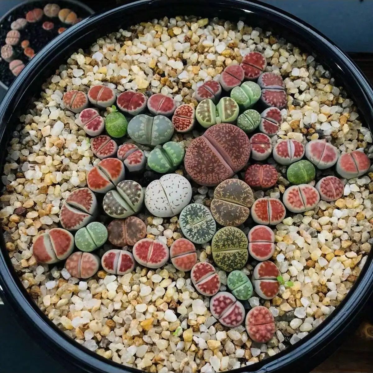 1pc-250g Natural Crystals Grav - Planted Aquarium With Sand ulasan dan harga