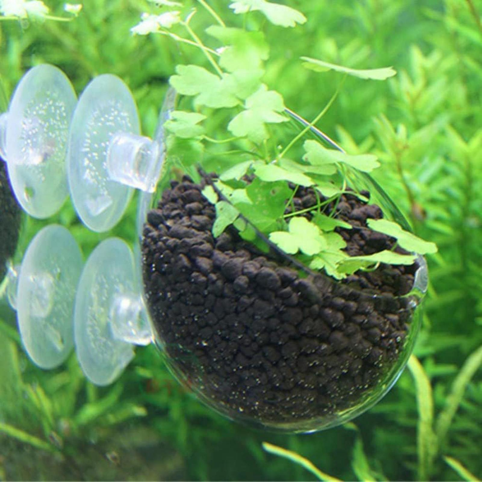 Aquarium Plant Holder Glass Aq - Planted Aquarium Aquascape ulasan dan harga