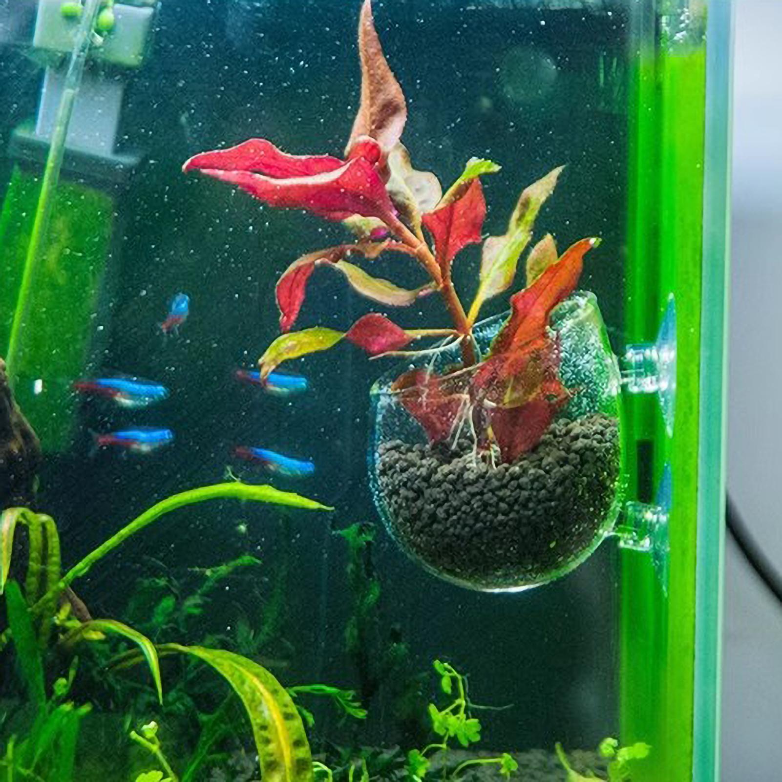 Aquarium Plant Holder Glass Aq - Planted Aquarium Aquascape ulasan dan harga