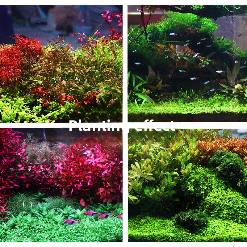 SYSENCIAGA Planted Aquarium Su - Planted Aquarium With Sand ulasan dan harga