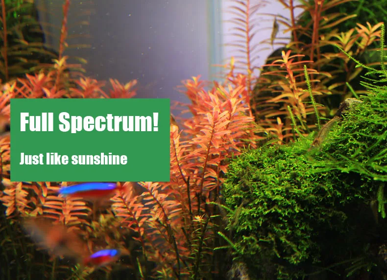 Chihiros C Series ADA Style Pl - Aquarium Plant Growth ulasan dan harga