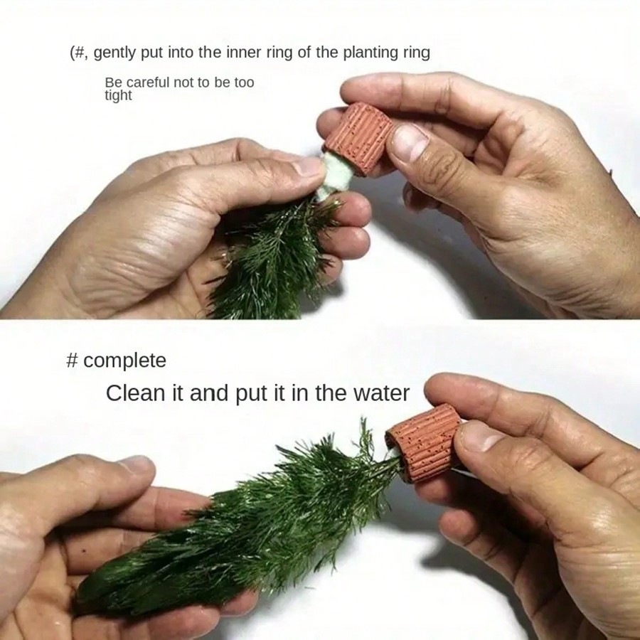 High   Quality Aquarium Plant  - Planted Aquarium Aquascape ulasan dan harga