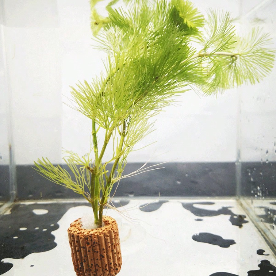 High   Quality Aquarium Plant  - Planted Aquarium Aquascape ulasan dan harga