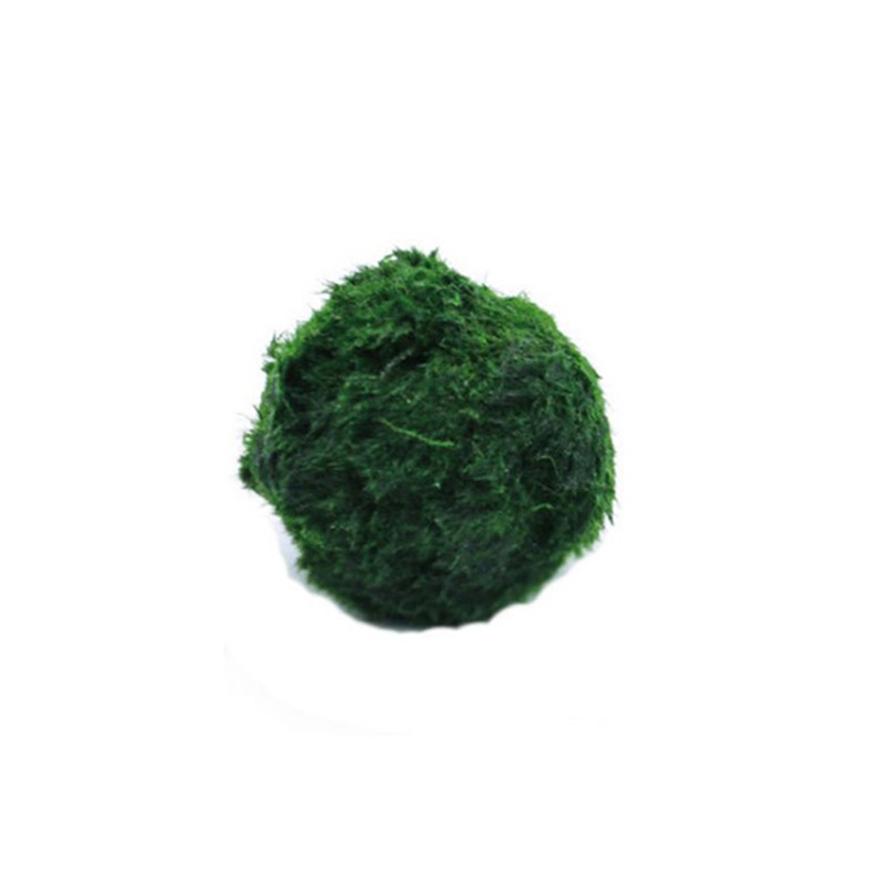 Marimo Moss Balls Live Aquariu - Planted Aquarium Aquascape ulasan dan harga
