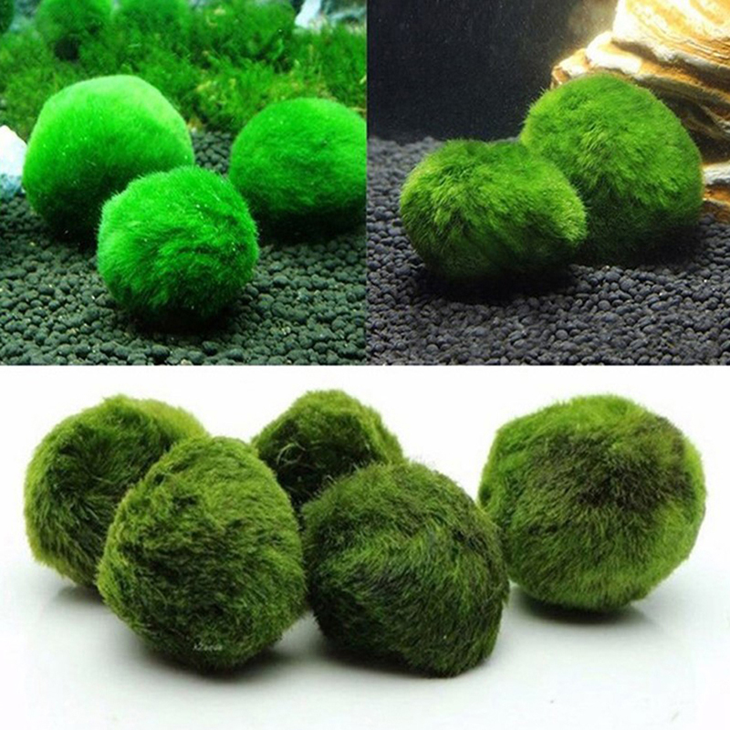 Marimo Moss Balls Live Aquariu - Planted Aquarium Aquascape ulasan dan harga