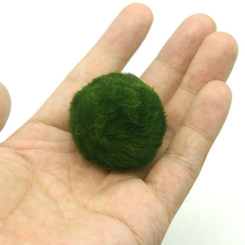 Marimo Moss Balls Live Aquariu - Planted Aquarium Aquascape ulasan dan harga