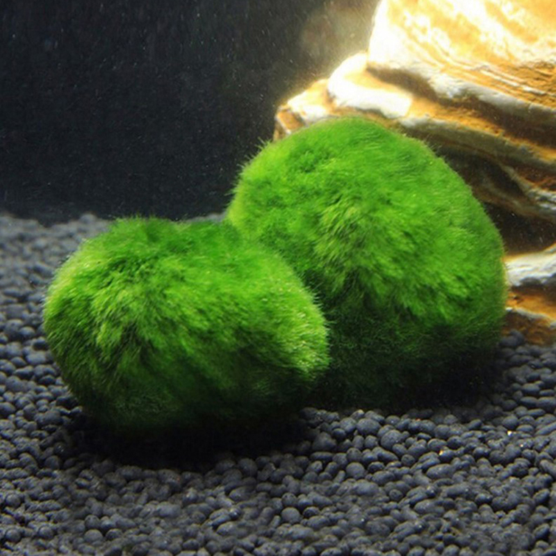 Marimo Moss Balls Live Aquariu - Planted Aquarium Aquascape ulasan dan harga